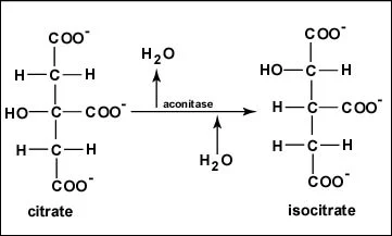 <p>Step 2</p><p>Citrate becomes isomer, isocitrate by removal of water from 3’ and addition of water to 4’</p>