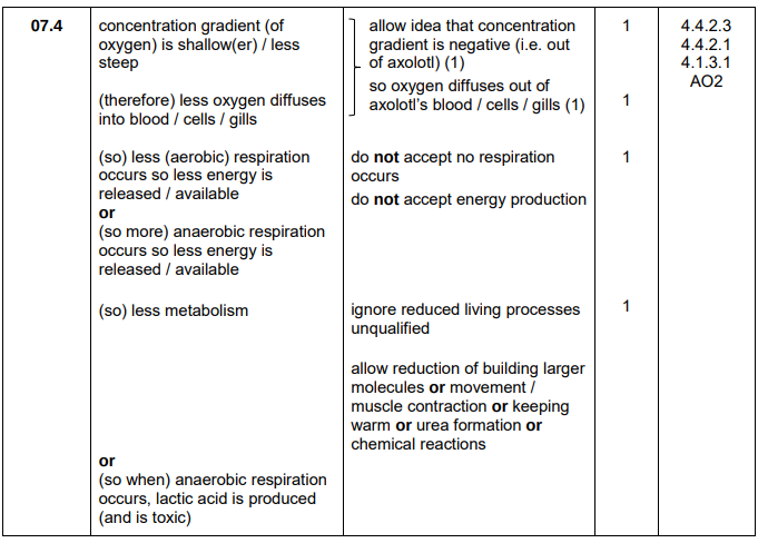 <ul><li><p>Concentration gradient of oxygen is shallower</p></li><li><p>Less oxygen diffuses into blood</p></li><li><p>Less aerobic respiration occurs → less energy released so less metabolism</p></li></ul><p></p>