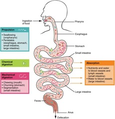 <p>To break down food and absorb nutrients efficiently.</p>
