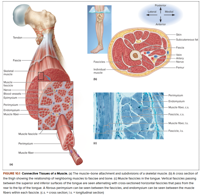 <p><strong>connective tissues of a muscle (image 1)</strong></p>