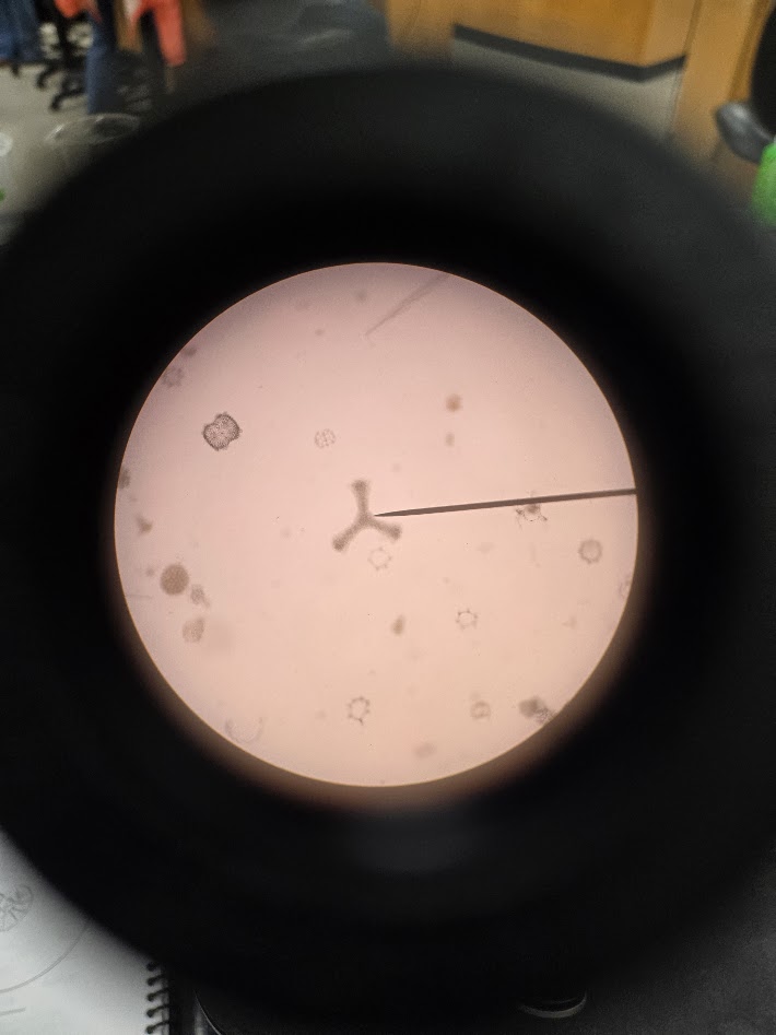 <ol><li><p>what is the phylum?</p></li><li><p>what are they made of?</p></li><li><p>do they have pseudopodia?</p></li></ol><p></p>