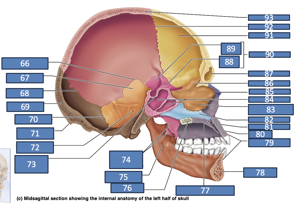 <p>internal acoustic meatus</p>