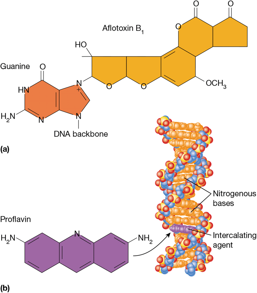 <p>add bulky DNA adducts to DNA</p><p>attaches to guanine and causes depurination</p>