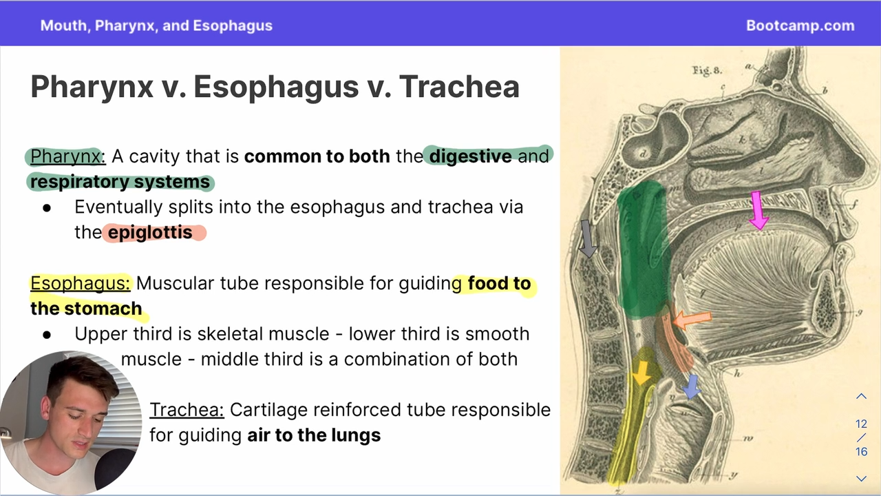 <p>the epiglottis </p>