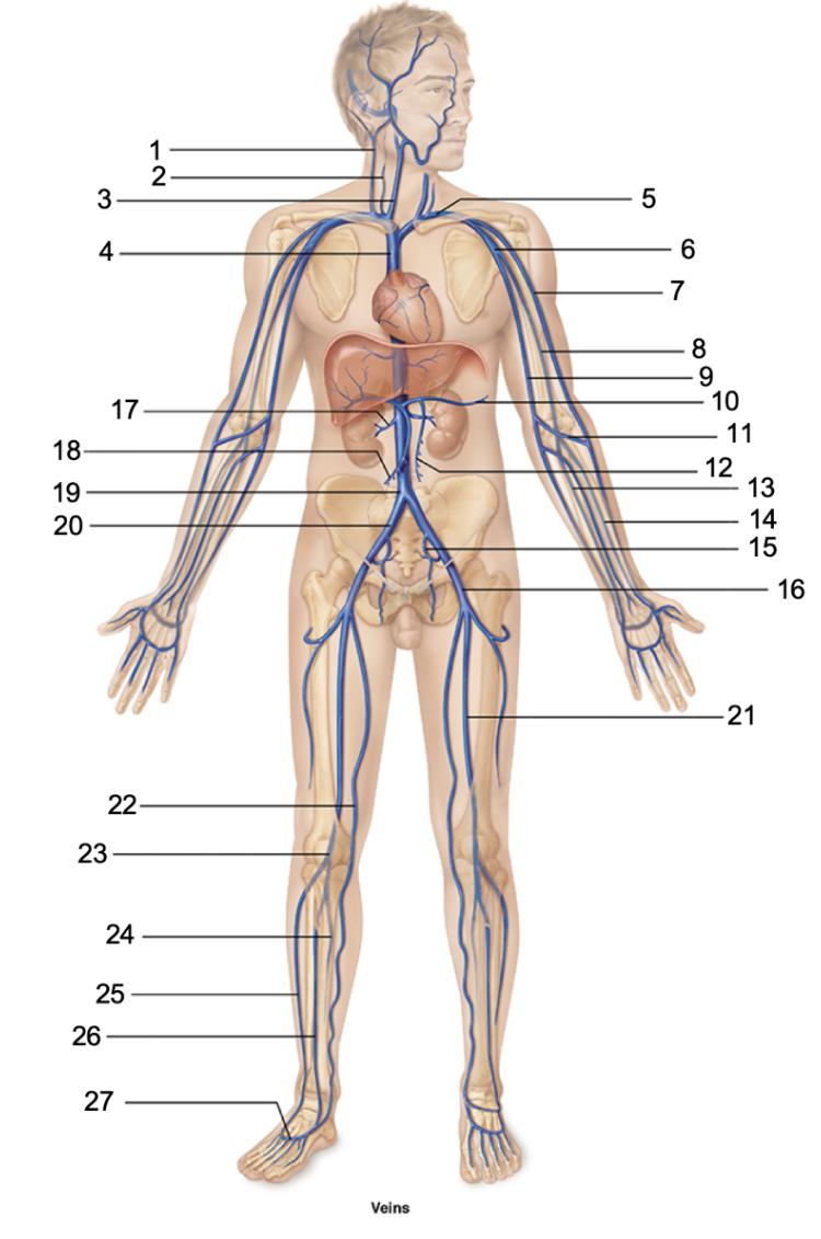 <p>Name the veins.</p>