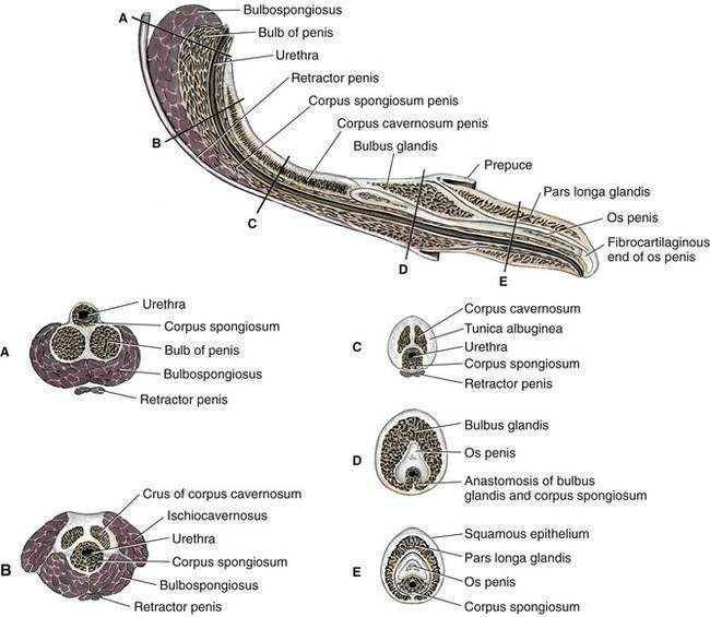 <p>Develop in soft tissue remote from rest of skeleton</p><p>os penis/baculum</p>