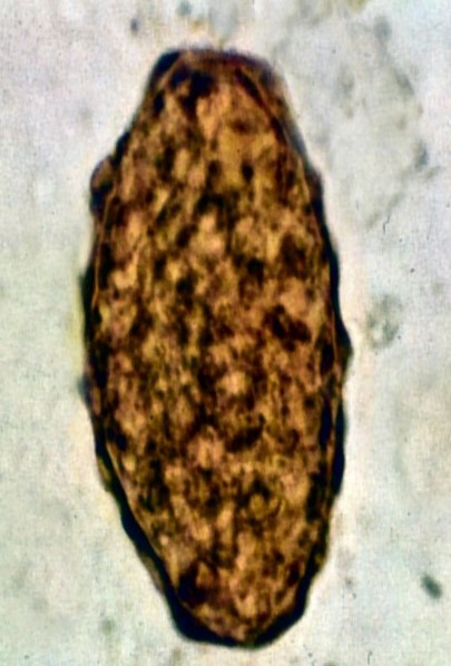 <p>Name, classification (phylum), and fertilized or unfertilized?</p>