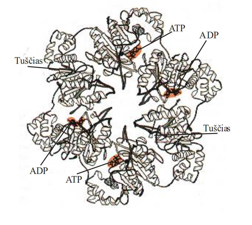 <p>e.coli DNR helikazė</p>