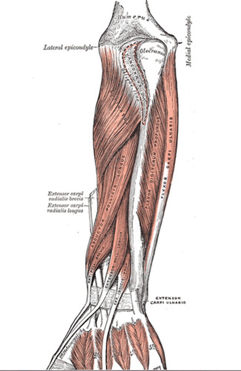<p>Origin: lateral epicondyle</p><p>Insertion: metacarpals, phalanges</p><p>Action: flex wrists, fingers, supinates forearm</p>