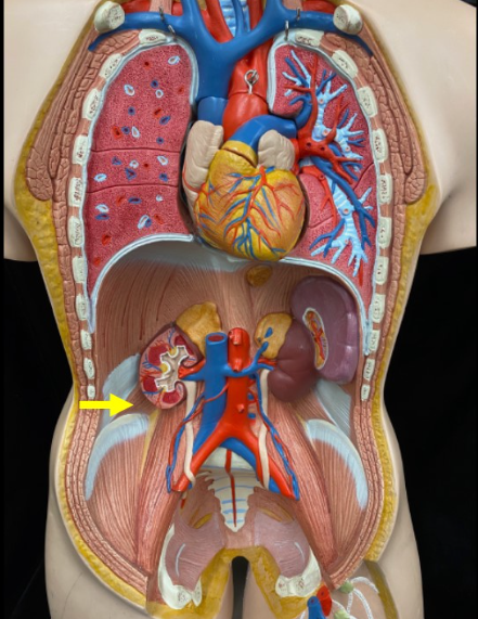 <p>Name the muscle</p>