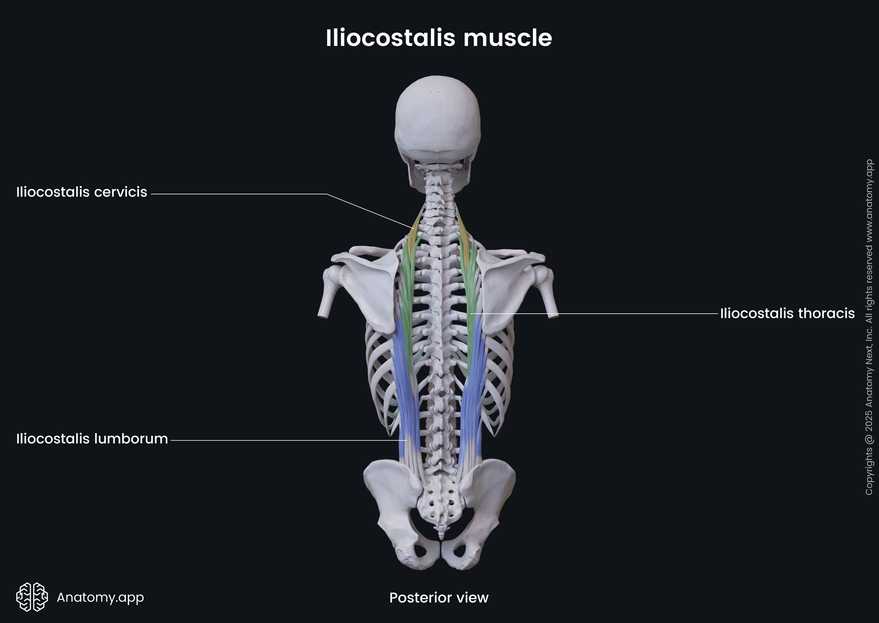 <ul><li><p>part of the erector spinae group</p></li><li><p>the erector spinae are divided into longitudinal cords, with iliocostalis composing the lateral and longissimus and spinalis making up the intermediate and medial cords</p></li><li><p>iliocostalis is horizontally divided into 3 regions according to their origin: iliocostalis cervicis, thoracis, and lumborum</p></li></ul><p></p><p>origin → cervicis: angle of ribs 3-6</p><p>          → thoracis: angle of ribs 7-12</p><p>          → lumborum: lateral crest of sacrum, medial end of iliac crest, thoracolumbar fascia</p><p>insertion → cervicis: transverse processes of vertebrae C4-C6</p><p>               → thoracis: angles of ribs 1-6, transverse process of vertebra C7</p><p>               → lumborum: angle of ribs 5-12, transverse processes of vertebrae L1-L4 (+ adjacent thoracolumbar fascia)</p><p>action → bilateral contraction extends the spine, unilateral contraction laterally flexes the spine (ipsilateral)</p><p>innervation → lateral branches of posterior rami of spinal nerves</p><p>blood supply → cervicis: occipital, deep cervical, and vertebral arteries</p><p>                     → thoracis: dorsal branches of posterior intercostal and subcostal arteries</p><p>                     → lumborum: dorsal branches of the lumbar and sacral arteries</p>