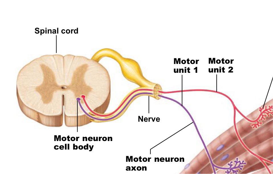 <p>Nerve cells whose bodies are int he brainstem and spinal cord that serve skeletal muscles</p><ul><li><p>Their axons that lead to the skeletal muscle = somatic motor fibers</p></li></ul><p></p>