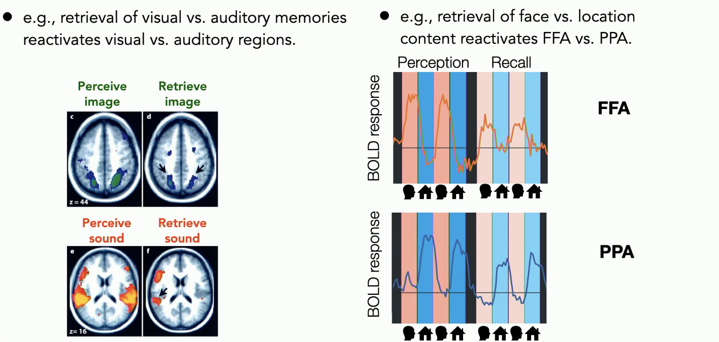 <p>We see activity in the sensory systems while people are remembering things (i.e. faces, sounds, etc.)</p><p><strong>Example</strong> <strong>1: Auditory + visual regions</strong></p><ul><li><p>had people look at images + listen to sounds → saw activity in primary sensory areas during this condition</p></li><li><p>saw weaker activity in the same sensory areas when participants were asked to recall the images/sounds they’d been shown previously</p></li></ul><p><strong>Example 2: FFA + PPA</strong></p><ul><li><p>if we show people blocks of faces and houses → FFA responds to faces, PPA responds to houses</p></li><li><p>when we have people recall faces → FFA becomes weakly activated again (but only when we have people recall faces)</p></li><li><p>when we have people recall houses → PPA becomes weakly activated again</p></li></ul><p><strong>conclusion</strong></p><ul><li><p>retrieval of visual vs. auditory memories reactivates visual vs. auditory regions. </p></li><li><p>retrieval of face vs. location content reactivates FFA vs. PPA</p></li><li><p>when we bring things back to mind we are engaging the same cortical regions as when we first experience them</p></li><li><p>cortical reinstatement pattern of reactivating sensory regions is widespread across many cortical regions</p></li></ul><p></p>