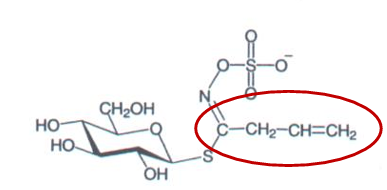 <ul><li><p>classe</p></li><li><p>nome</p></li><li><p>planta</p></li><li><p>percursor</p></li></ul><p></p>