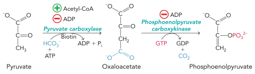 <p>pyruvate carboxylase + phosphoenolpyruvate carbokinase</p><p>replaces pyruvate kinase</p><p>regulated down by ADP and up by acetyl-CoA</p>