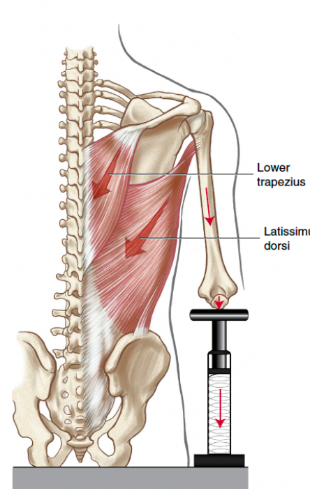 <p>axial skeleton is fixed, clavicle and scapula moves</p><p>ex) raising your hand or lateral barbell raises</p>