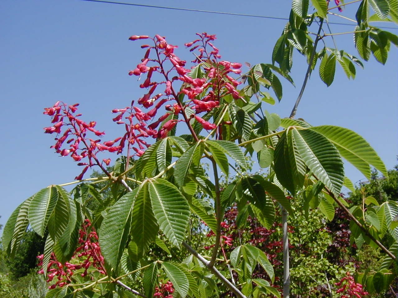 <p>common name</p>