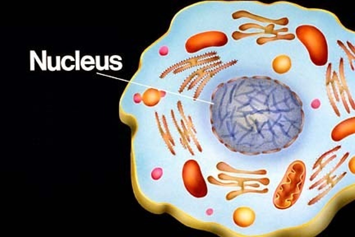 <p>Controls the cell's activities; contains genetic information (DNA)</p><p>Animal and Plant cells</p>