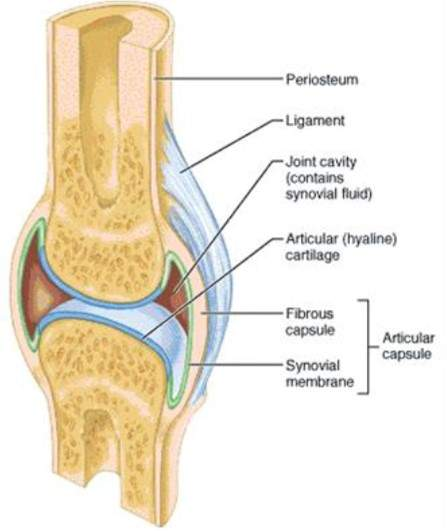 <p>Most frequent joint within skeleton</p><p>Throughout body, highly mobile, movement and locomotion</p><p>Joints involve number of specialist structures to ensure smooth articulation of bones, suppress development of degenerative changes (arthritis)</p>