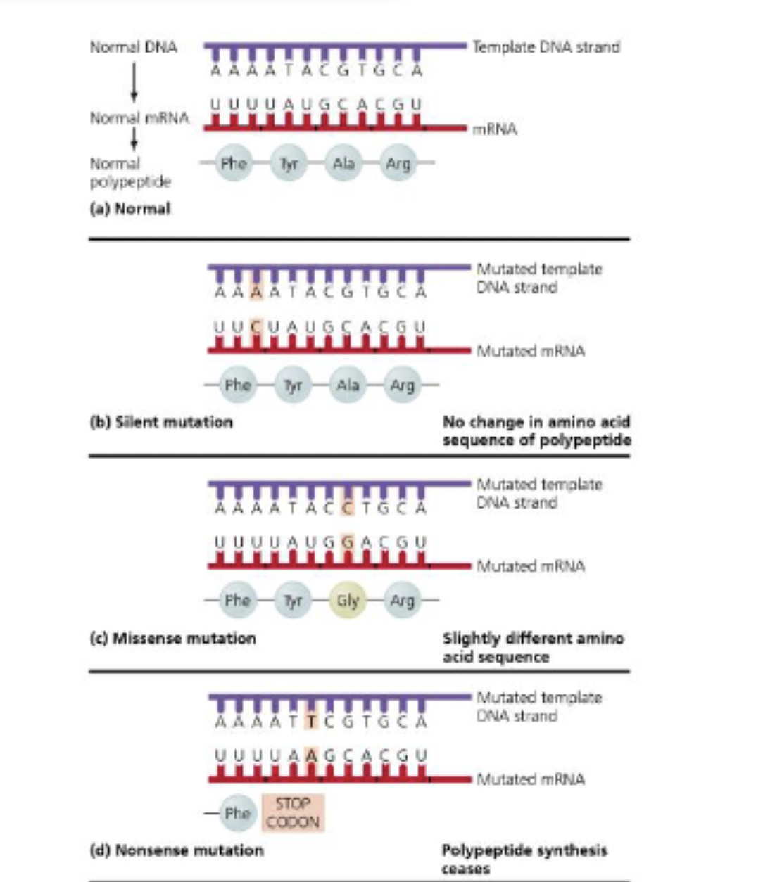 <p>Types of DNA mutations</p>