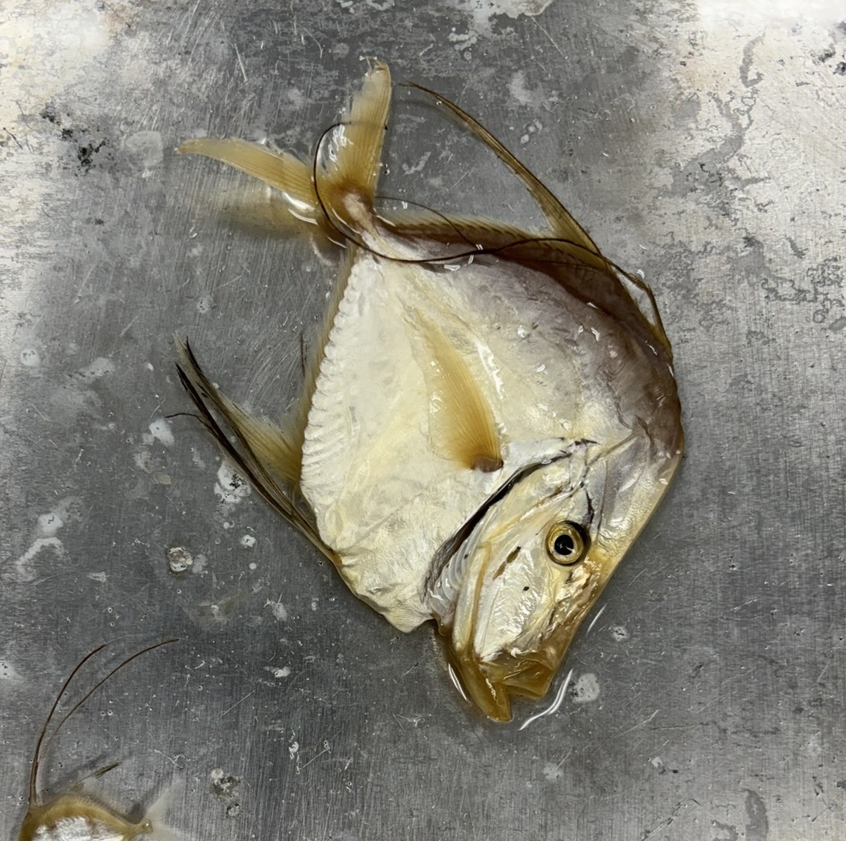 <p>Family Carangidae (jacks) - <em>Selene vomer</em></p>