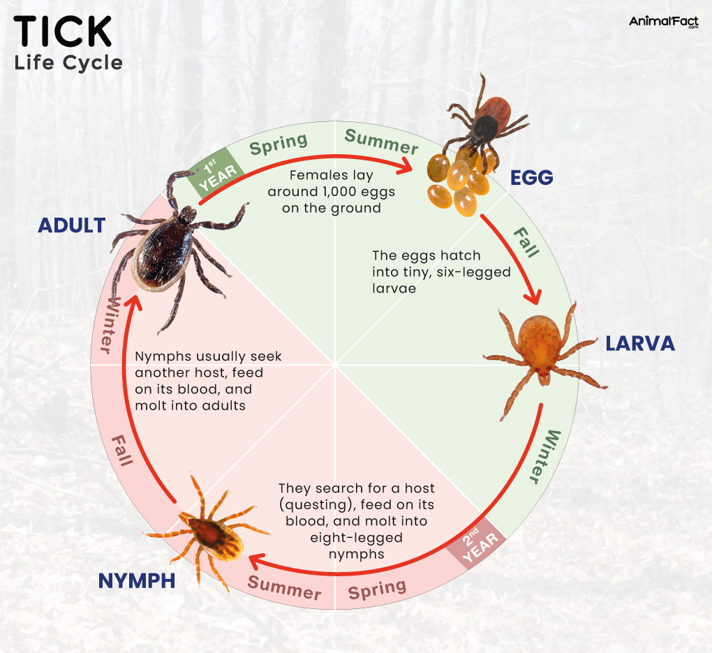 <p>Tick Life Cycle</p>