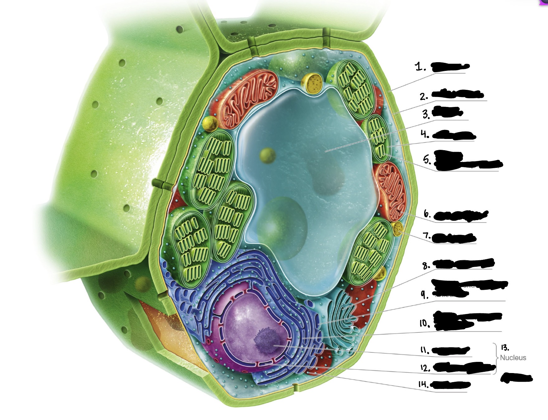 knowt flashcard image