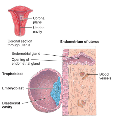 <p>posterior portion of the fundus</p><p>body of the uterus</p><p>endometrium</p>