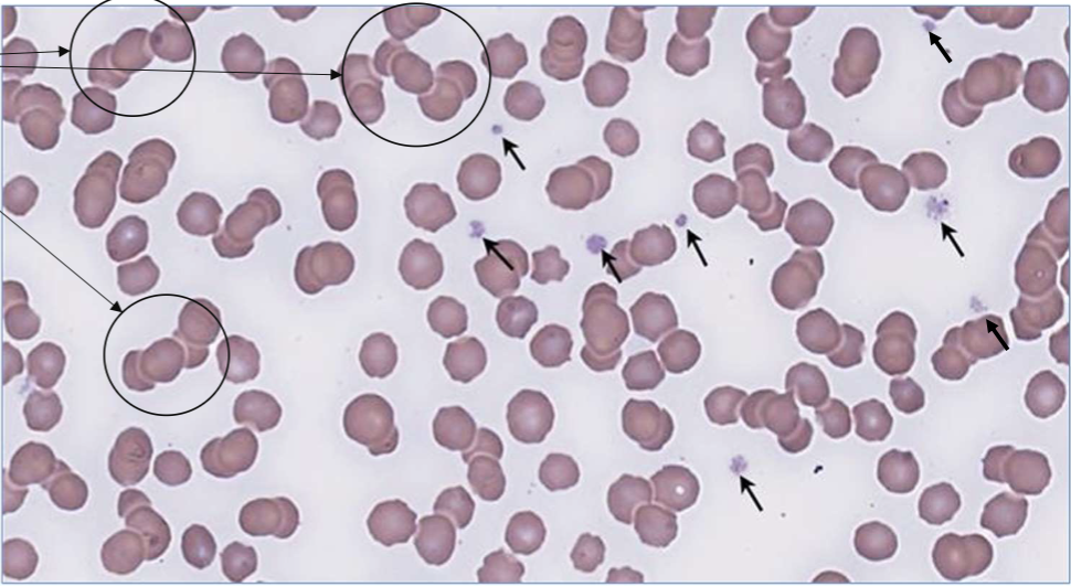 <p>What is this?</p>