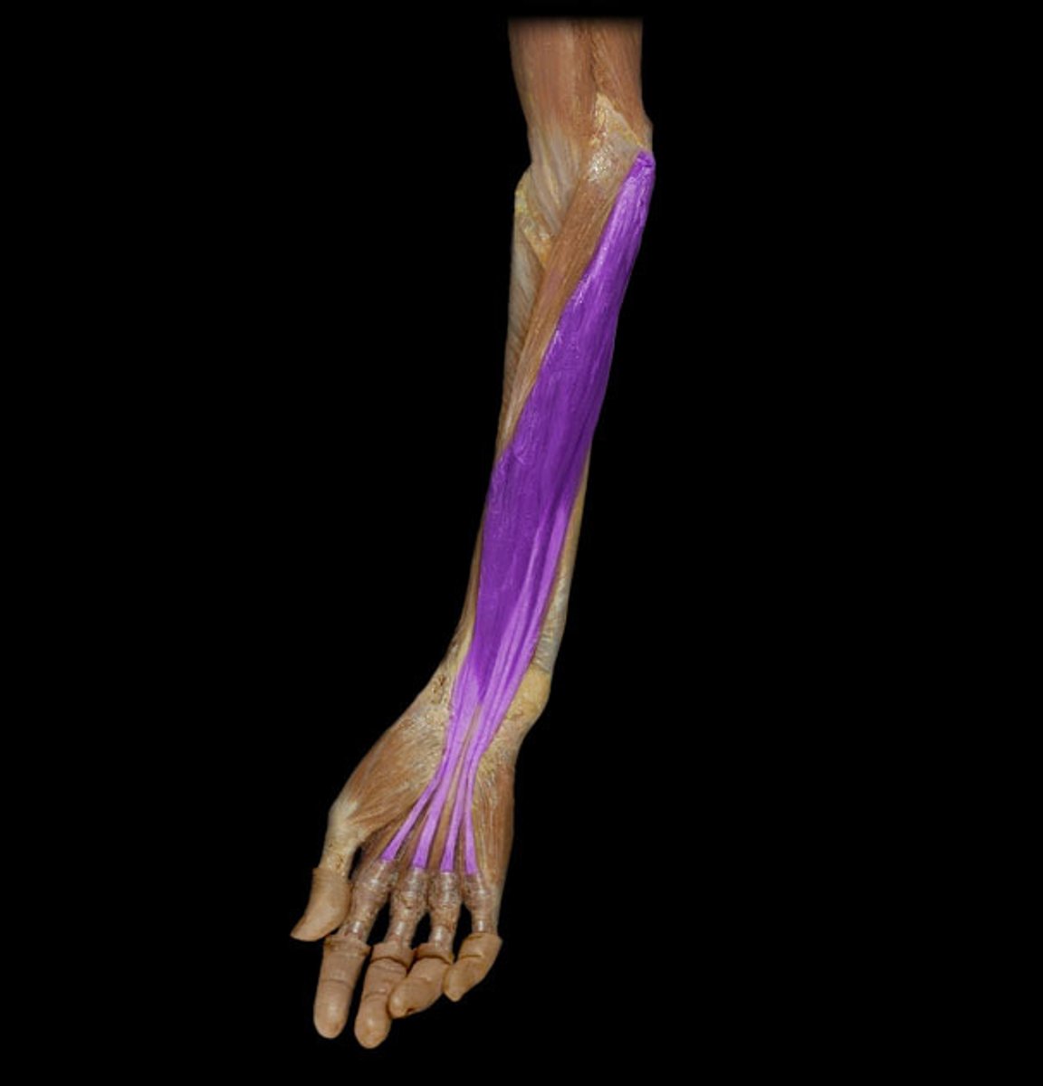 <p>Identification.</p>