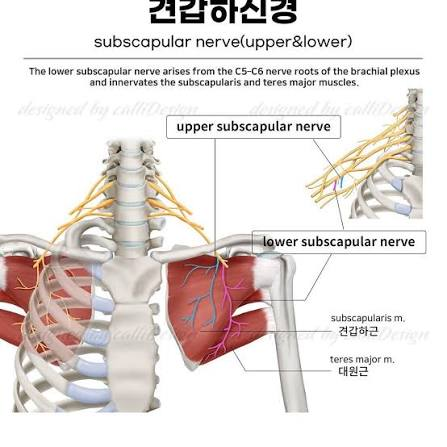 <ul><li><p>function (what the muscle does - its action)</p></li></ul><p>Medially rotates arm</p><p>• innervation (what nerve makes the muscle work)</p><p>Upper and Lower Subscapular nerves (C5-C6) </p>