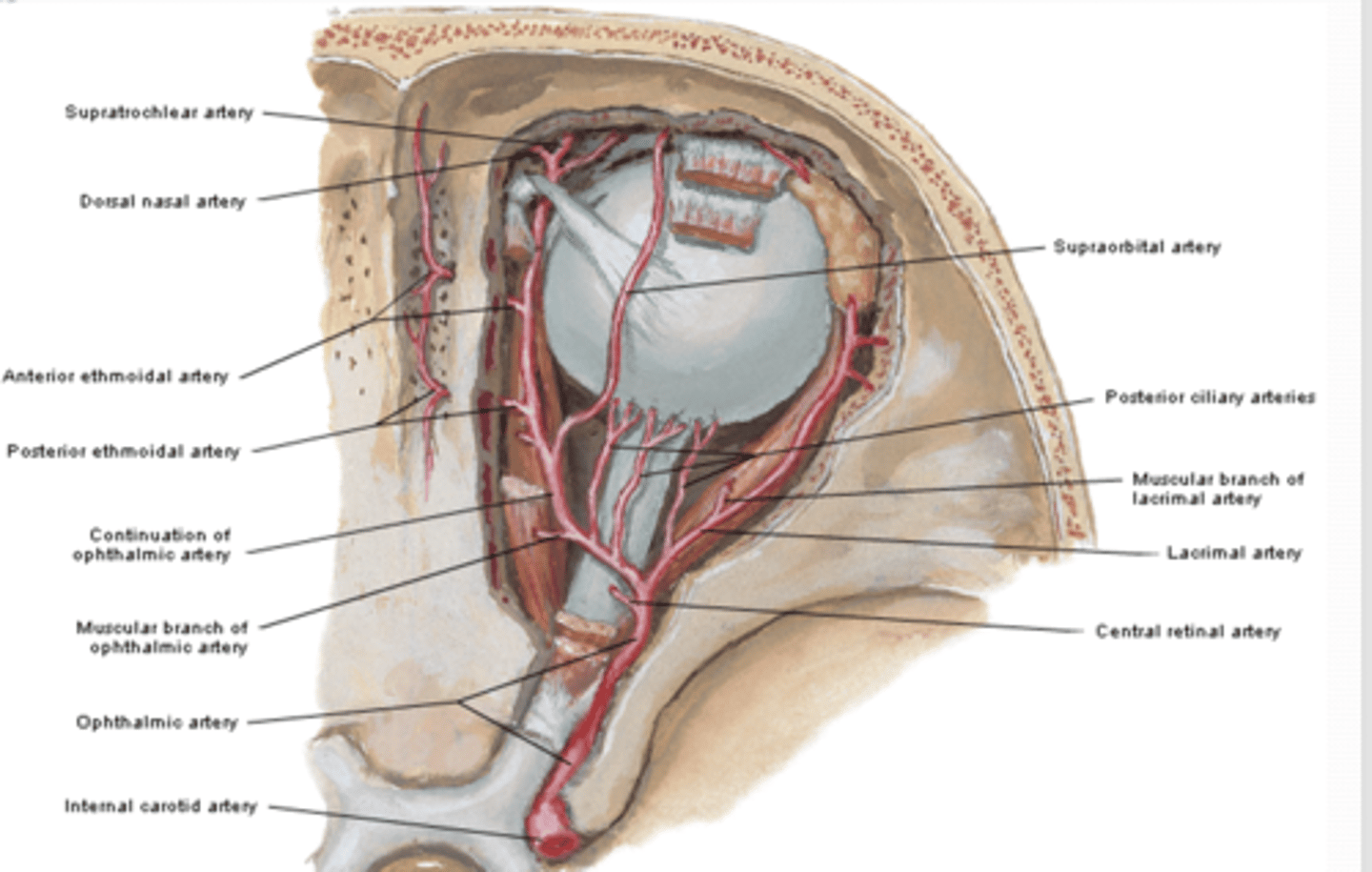 <p>What structures are supplied by the lacrimal artery?</p>