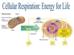 <p>the smallest unit of life; function depends on cellular organelles and internal structures.</p>