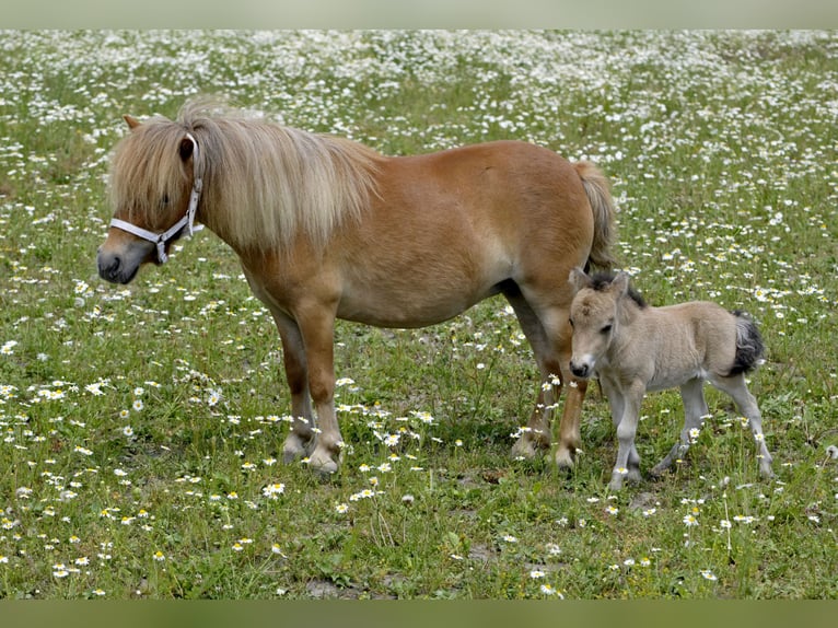 <p>Any equine variety below 14.2 hands (a hand is 4 inches)</p><p>Not as small as a miniature horse</p>