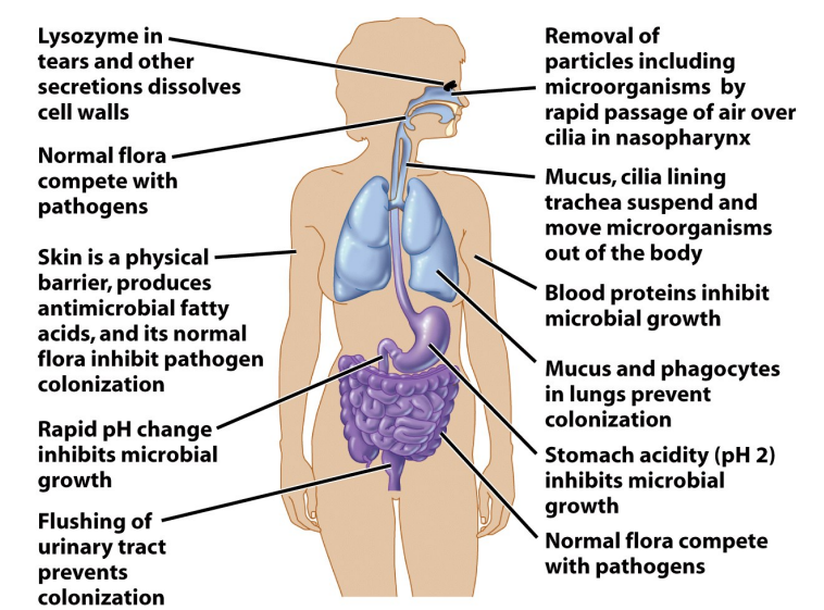 <ul><li><p>Skin & Mucosal Surfaces </p><ul><li><p>organism must penetrate, adhere, grow </p><ul><li><p>there is tissue specificity for most infectious agents </p></li><li><p>tight junctions in epithelial tissue seal off "inside" </p></li><li><p>mucus limits direct access to epithelial cells </p></li></ul></li><li><p>breaks in epithelium allow microbes to bypass these barriers </p></li></ul></li><li><p>Normal Flora</p><ul><li><p>young are more susceptible before stable adult flora develops </p></li><li><p>diet, drugs can alter normal flora </p></li></ul></li><li><p>Antimicrobial Secretions </p><ul><li><p>lysozyme & other enzymes kill bacteria in saliva and tears </p></li><li><p>defensin proteins insert in microbial membranes </p></li><li><p>blood proteins sequester nutrients </p></li><li><p>fatty acids on skin lower pH </p></li></ul></li><li><p>Physical Removal</p><ul><li><p>cilia/mucus movement</p></li><li><p>urine flushing </p></li></ul></li><li><p>Stomach Acid</p></li></ul><p></p>