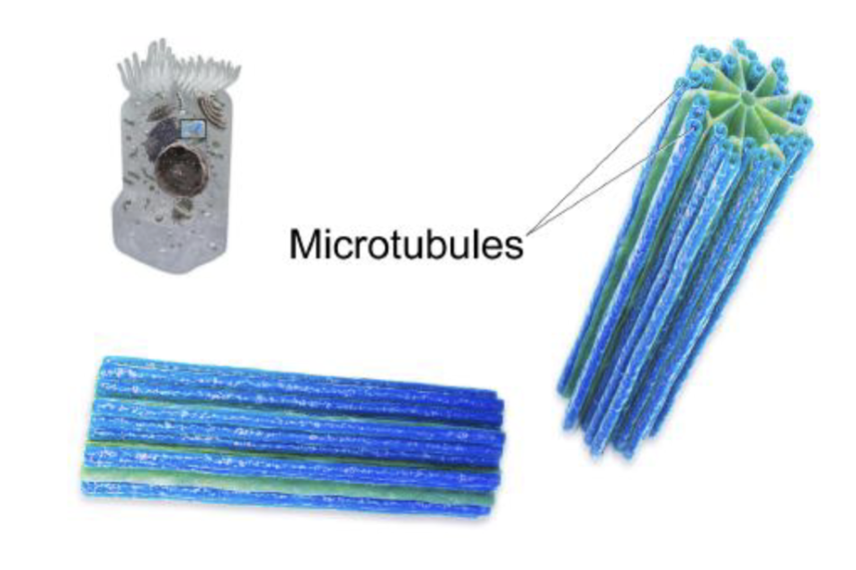 <p>organelles involved in cell division. help organize the chromosomes before cell division occurs so that each daughter cell has the correct number of chromosomes after the cell divides.</p>