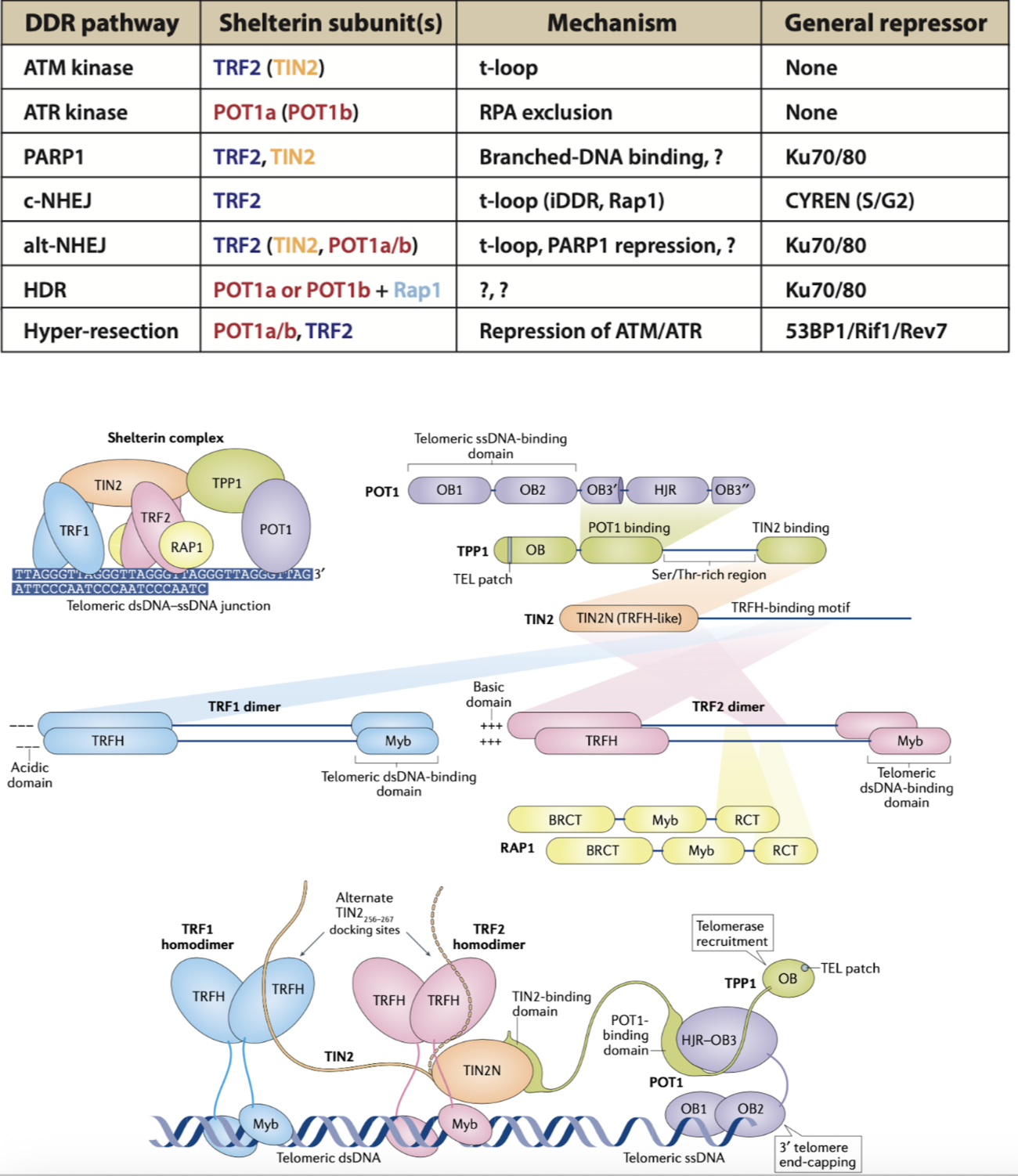 <p>Immunofluorescence showed TRF1 protein signals localised at chromosome ends - TRF1 promotes telomere replication </p><p>Shelterin blocks activation of DDR through action of 6 components </p><ul><li><p>each domain has individual proposed functions, however not fully understood</p></li></ul><p></p>