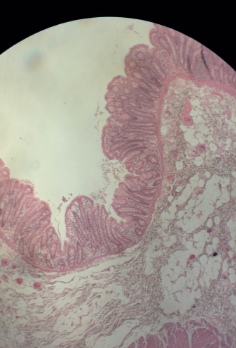 <p>-What is this?</p>