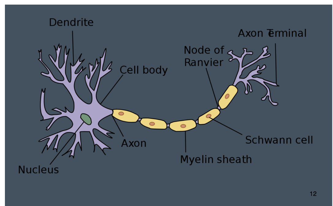 <p><span style="line-height: 22.0875px;">Where neurotransmitters are released&nbsp;</span></p>