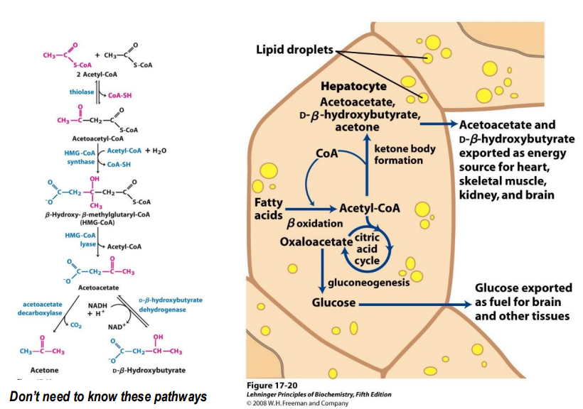 <ul><li><p>Fatty acids are used to produce Acetyl-CoA, which enters the CAC. </p></li><li><p>However, oxaloacetate is pulled from the CAC to produce glucose (which is needed for the brain, RBC, and some other cells)</p></li><li><p>Since oxaloacetate and Acetyl-CoA need to combine for CAC, the cycle slows down </p></li><li><p>instead, Acetyl-CoA is used to produce Ketone bodies instead </p></li></ul><p></p>
