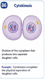 Division of the cytoplasm that produces two separate daughter cells. Example: Cytokinesis completes the physical separation of two daughter cells.