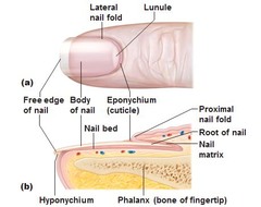 <p>Protect and stiffen distal tips of digits</p>
