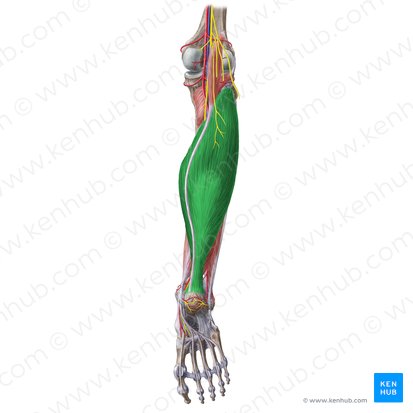 <p>Under gastrocnemius</p>
