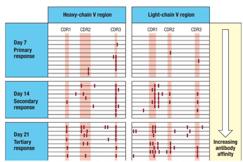 <p>to increase antibody affinity</p>