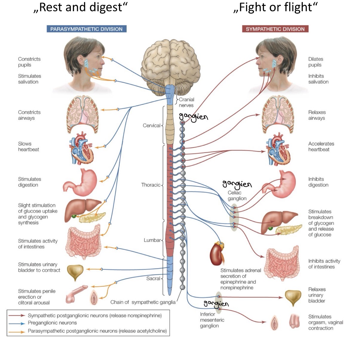 <p>Sympathikus- Fight or Flight </p><p>Parasympathikus- Rest and Digest (Sehr gegensätzliche Wirkung auf das jeweilige Zielorgan) </p><ul><li><p>1. zuständige Neuron im Rückenmark: S: thorakal-lumbal PS: kranial-sakral </p></li><li><p>Umschaltung auf 2. Neuron (immer Acetylcholin) S: Organfern (in paravertebralen ganglien oder prävertebralen Ganglien) PS: organnah </p></li><li><p>2. Neuron interviert Zielorgan Neurotransmitter: S: Noradrenalin/ (Adrenalin) PS: Acetylcholin </p></li></ul><p></p>