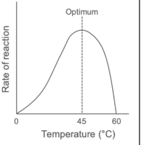 <p>rate increases as kinetic energy increases ad peaks at optimum temperature</p><p>above optimum the ionic and hydrogen bonds in tertiary structure break= active site no longer complementary to substrate- denaturation. </p>