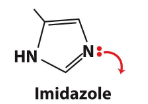 <ul><li><p>Negatively charged oxygen</p></li><li><p>Negatively charged sulfhudryl (a deprotonated -SH group)</p></li><li><p>Carbanion</p></li><li><p>Amine</p></li><li><p>Hydroxide</p></li><li><p>Imidazole</p></li></ul><p></p>