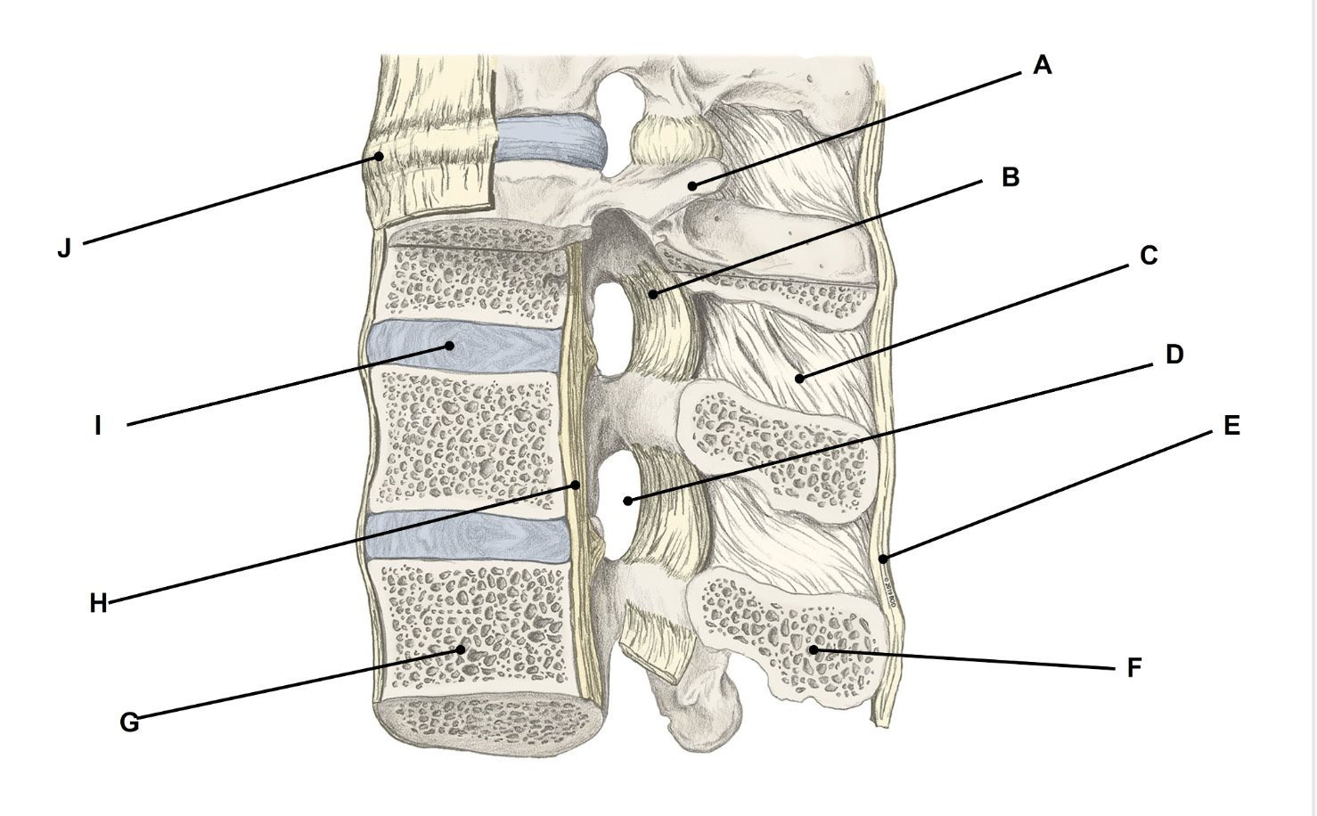 <p>Match the appropriate term with the landmark or structure </p>