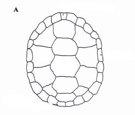 <p>What side of the turtle shell is this, and what is it called?</p>