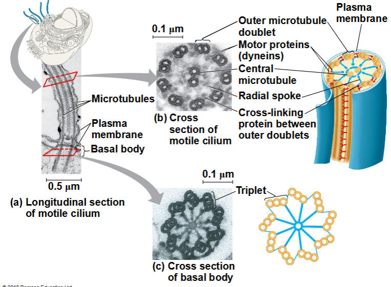 <p>Dyneïne heeft twee „voeten“ die langs microtubuli „lopen“</p><p><span data-name="black_small_square" data-type="emoji">▪</span> De ene voet blijft in contact, terwijl de andere loslaat</p><p>en zich een stap verderop weer vasthecht</p><p><span data-name="black_small_square" data-type="emoji">▪</span> Door de bewegingen van de voeten buigen de microtubuli</p><p>in plaats van te glijden, omdat de microtubuli</p><p>op hun plaats worden gehouden</p>